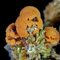 Uranosphaerite, Walpurgite