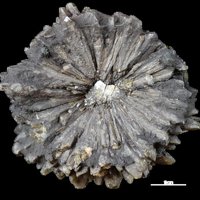 Ikaite, Glendonite, Anthraconite