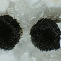 Rankachite