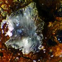 Calcioferrite