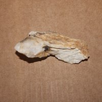 Davreuxite