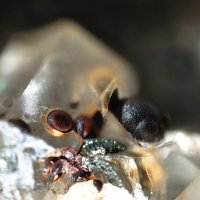 Ikaite, Glendonite, Calcite