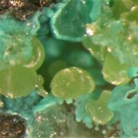 Carlfriesite, Tlapallite