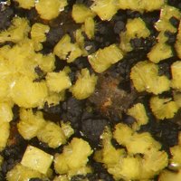 Carnotite