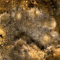 Adranosite-(Fe)