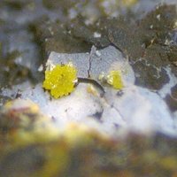 Cassedanneite