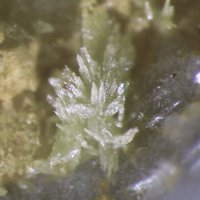 Ottoite