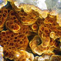 Cacoxenite