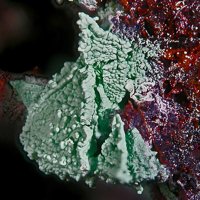 Nantokite, Goethite, Paratacamite