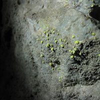 Rabbittite