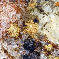 Earlshannonite, Strunzite