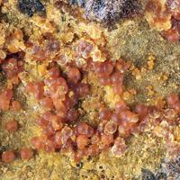 Cacoxenite, Beraunite