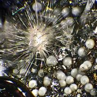 Canavesite, Dypingite, Goethite