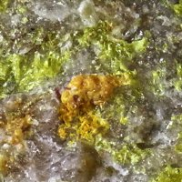 Uranosphaerite, Uranophane