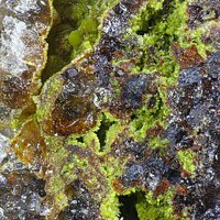 Gartrellite