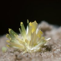 Rabbittite, Schröckingerite