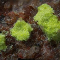 Uranopilite
