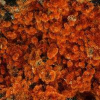 Barnesite