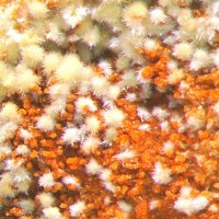 Umohoite, Parauranophane