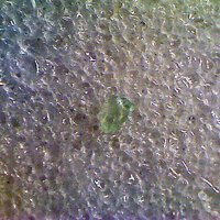 Fahleite