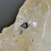 Vaesite