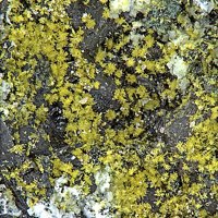 Uranopilite