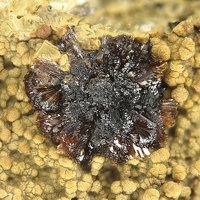 Earlshannonite, Mitridatite