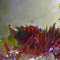 Carminite, Segnitite