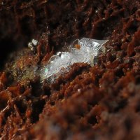Lanthanite-(Ce)