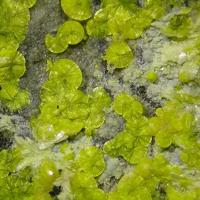 Calcurmolite