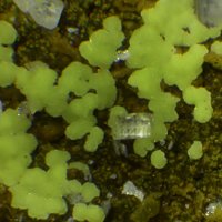 Ecdemite, Phosgenite