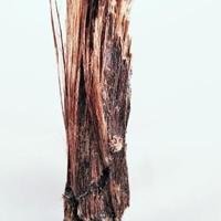 Balangeroite