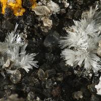 Calciodelrioite