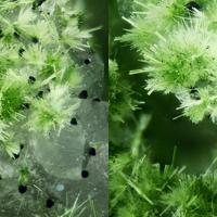 Agardite-(Ce), Arseniosiderite, Quartz