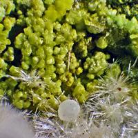 Calcioferrite, Fluorapatite, Carbonate-rich Fluorapatite