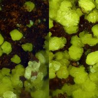 Carnotite