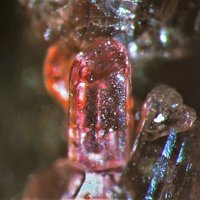 Painite
