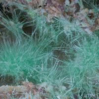 Agardite-(La)