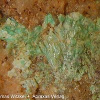 Rajite