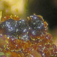 Earlshannonite
