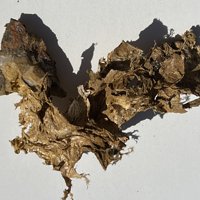 Palygorskite