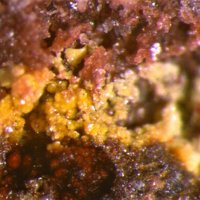Uranotungstite
