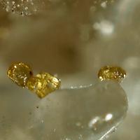 Calzirtite, Calcite