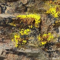Uranopilite
