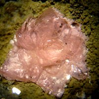 Lanthanite-(Nd)