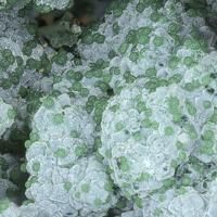 Bayldonite