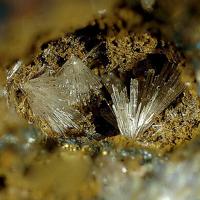 Cannonite