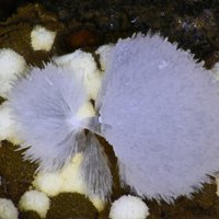 Dachiardite-Na, Dachiardite-Ca, Mordenite