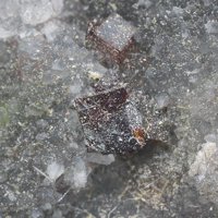 Galkhaite