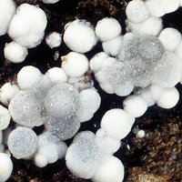 Gaitite, Calcite